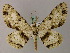  ( - BC ZSM Lep add 57910)  @13 [ ] CreativeCommons - Attribution Non-Commercial Share-Alike (2012) Axel Hausmann/Bavarian State Collection of Zoology (ZSM) SNSB, Zoologische Staatssammlung Muenchen