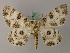  ( - BC ZSM Lep add 57912)  @11 [ ] CreativeCommons - Attribution Non-Commercial Share-Alike (2012) Axel Hausmann/Bavarian State Collection of Zoology (ZSM) SNSB, Zoologische Staatssammlung Muenchen