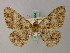  ( - BC ZSM Lep add 57914)  @12 [ ] CreativeCommons - Attribution Non-Commercial Share-Alike (2012) Axel Hausmann/Bavarian State Collection of Zoology (ZSM) SNSB, Zoologische Staatssammlung Muenchen