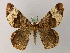  ( - BC ZSM Lep add 57926)  @11 [ ] CreativeCommons - Attribution Non-Commercial Share-Alike (2012) Axel Hausmann/Bavarian State Collection of Zoology (ZSM) SNSB, Zoologische Staatssammlung Muenchen