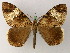  ( - BC ZSM Lep add 57928)  @13 [ ] CreativeCommons - Attribution Non-Commercial Share-Alike (2012) Axel Hausmann/Bavarian State Collection of Zoology (ZSM) SNSB, Zoologische Staatssammlung Muenchen