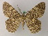  (Elophos cavimargo - BC ZSM Lep add 57929)  @11 [ ] CreativeCommons - Attribution Non-Commercial Share-Alike (2012) Axel Hausmann/Bavarian State Collection of Zoology (ZSM) SNSB, Zoologische Staatssammlung Muenchen