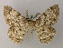  (Elophos hymenaria - BC ZSM Lep add 57930)  @11 [ ] CreativeCommons - Attribution Non-Commercial Share-Alike (2012) Axel Hausmann/Bavarian State Collection of Zoology (ZSM) SNSB, Zoologische Staatssammlung Muenchen