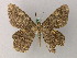  (Elophos praeumbrata - BC ZSM Lep add 57933)  @14 [ ] CreativeCommons - Attribution Non-Commercial Share-Alike (2012) Axel Hausmann/Bavarian State Collection of Zoology (ZSM) SNSB, Zoologische Staatssammlung Muenchen