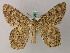 ( - BC ZSM Lep add 57940)  @11 [ ] CreativeCommons - Attribution Non-Commercial Share-Alike (2012) Axel Hausmann/Bavarian State Collection of Zoology (ZSM) SNSB, Zoologische Staatssammlung Muenchen