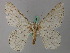  ( - BC ZSM Lep add 57941)  @11 [ ] CreativeCommons - Attribution Non-Commercial Share-Alike (2012) Axel Hausmann/Bavarian State Collection of Zoology (ZSM) SNSB, Zoologische Staatssammlung Muenchen