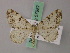  ( - BC ZSM Lep add 57957)  @11 [ ] CreativeCommons - Attribution Non-Commercial Share-Alike (2012) Axel Hausmann/Bavarian State Collection of Zoology (ZSM) SNSB, Zoologische Staatssammlung Muenchen