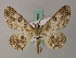  ( - BC ZSM Lep add 57980)  @13 [ ] CreativeCommons - Attribution Non-Commercial Share-Alike (2012) Axel Hausmann/Bavarian State Collection of Zoology (ZSM) SNSB, Zoologische Staatssammlung Muenchen