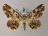  ( - BC ZSM Lep add 57982)  @11 [ ] CreativeCommons - Attribution Non-Commercial Share-Alike (2012) Axel Hausmann/Bavarian State Collection of Zoology (ZSM) SNSB, Zoologische Staatssammlung Muenchen