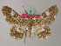  ( - BC ZSM Lep add 57983)  @11 [ ] CreativeCommons - Attribution Non-Commercial Share-Alike (2012) Axel Hausmann/Bavarian State Collection of Zoology (ZSM) SNSB, Zoologische Staatssammlung Muenchen