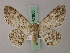  (Cleora rhadia - BC ZSM Lep add 57985)  @11 [ ] CreativeCommons - Attribution Non-Commercial Share-Alike (2012) Axel Hausmann/Bavarian State Collection of Zoology (ZSM) SNSB, Zoologische Staatssammlung Muenchen