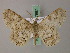  (Cleora amphidoxa - BC ZSM Lep add 57987)  @14 [ ] CreativeCommons - Attribution Non-Commercial Share-Alike (2012) Axel Hausmann/Bavarian State Collection of Zoology (ZSM) SNSB, Zoologische Staatssammlung Muenchen