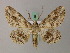  ( - BC ZSM Lep add 57988)  @15 [ ] CreativeCommons - Attribution Non-Commercial Share-Alike (2012) Axel Hausmann/Bavarian State Collection of Zoology (ZSM) SNSB, Zoologische Staatssammlung Muenchen