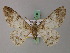  (Cleora albescens - BC ZSM Lep add 57990)  @11 [ ] CreativeCommons - Attribution Non-Commercial Share-Alike (2012) Axel Hausmann/Bavarian State Collection of Zoology (ZSM) SNSB, Zoologische Staatssammlung Muenchen