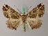  (Cleora paepalima - BC ZSM Lep add 57991)  @14 [ ] CreativeCommons - Attribution Non-Commercial Share-Alike (2012) Axel Hausmann/Bavarian State Collection of Zoology (ZSM) SNSB, Zoologische Staatssammlung Muenchen