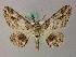  ( - BC ZSM Lep add 57992)  @14 [ ] CreativeCommons - Attribution Non-Commercial Share-Alike (2012) Axel Hausmann/Bavarian State Collection of Zoology (ZSM) SNSB, Zoologische Staatssammlung Muenchen