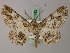  ( - BC ZSM Lep add 57993)  @12 [ ] CreativeCommons - Attribution Non-Commercial Share-Alike (2012) Axel Hausmann/Bavarian State Collection of Zoology (ZSM) SNSB, Zoologische Staatssammlung Muenchen