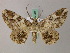  (Cleora illustraria anestiaria - BC ZSM Lep add 57994)  @13 [ ] CreativeCommons - Attribution Non-Commercial Share-Alike (2012) Axel Hausmann/Bavarian State Collection of Zoology (ZSM) SNSB, Zoologische Staatssammlung Muenchen