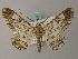  (Cleora dacasini - BC ZSM Lep add 57997)  @11 [ ] CreativeCommons - Attribution Non-Commercial Share-Alike (2012) Axel Hausmann/Bavarian State Collection of Zoology (ZSM) SNSB, Zoologische Staatssammlung Muenchen