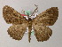  (Cleora caliginosa - BC ZSM Lep add 58000)  @13 [ ] CreativeCommons - Attribution Non-Commercial Share-Alike (2012) Axel Hausmann/Bavarian State Collection of Zoology (ZSM) SNSB, Zoologische Staatssammlung Muenchen
