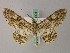  ( - BC ZSM Lep add 58001)  @14 [ ] CreativeCommons - Attribution Non-Commercial Share-Alike (2012) Axel Hausmann/Bavarian State Collection of Zoology (ZSM) SNSB, Zoologische Staatssammlung Muenchen