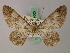  ( - BC ZSM Lep add 58003)  @12 [ ] CreativeCommons - Attribution Non-Commercial Share-Alike (2012) Axel Hausmann/Bavarian State Collection of Zoology (ZSM) SNSB, Zoologische Staatssammlung Muenchen