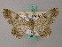  ( - BC ZSM Lep add 58004)  @14 [ ] CreativeCommons - Attribution Non-Commercial Share-Alike (2012) Axel Hausmann/Bavarian State Collection of Zoology (ZSM) SNSB, Zoologische Staatssammlung Muenchen