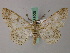  (Cleora fieldi - BC ZSM Lep add 58005)  @14 [ ] CreativeCommons - Attribution Non-Commercial Share-Alike (2012) Axel Hausmann/Bavarian State Collection of Zoology (ZSM) SNSB, Zoologische Staatssammlung Muenchen