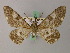  ( - BC ZSM Lep add 58007)  @11 [ ] CreativeCommons - Attribution Non-Commercial Share-Alike (2012) Axel Hausmann/Bavarian State Collection of Zoology (ZSM) SNSB, Zoologische Staatssammlung Muenchen