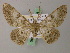  ( - BC ZSM Lep add 58008)  @14 [ ] CreativeCommons - Attribution Non-Commercial Share-Alike (2012) Axel Hausmann/Bavarian State Collection of Zoology (ZSM) SNSB, Zoologische Staatssammlung Muenchen