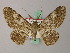  (Cleora insignita - BC ZSM Lep add 58010)  @11 [ ] CreativeCommons - Attribution Non-Commercial Share-Alike (2012) Axel Hausmann/Bavarian State Collection of Zoology (ZSM) SNSB, Zoologische Staatssammlung Muenchen