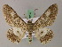  (Cleora brooksi - BC ZSM Lep add 58014)  @11 [ ] CreativeCommons - Attribution Non-Commercial Share-Alike (2012) Axel Hausmann/Bavarian State Collection of Zoology (ZSM) SNSB, Zoologische Staatssammlung Muenchen