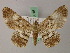 (Cleora bigladiata - BC ZSM Lep add 58015)  @14 [ ] CreativeCommons - Attribution Non-Commercial Share-Alike (2012) Axel Hausmann/Bavarian State Collection of Zoology (ZSM) SNSB, Zoologische Staatssammlung Muenchen