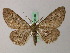  ( - BC ZSM Lep add 58018)  @11 [ ] CreativeCommons - Attribution Non-Commercial Share-Alike (2012) Axel Hausmann/Bavarian State Collection of Zoology (ZSM) SNSB, Zoologische Staatssammlung Muenchen