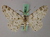  (Cleora prosema - BC ZSM Lep add 58020)  @11 [ ] CreativeCommons - Attribution Non-Commercial Share-Alike (2012) Axel Hausmann/Bavarian State Collection of Zoology (ZSM) SNSB, Zoologische Staatssammlung Muenchen