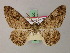  (Cleora poensis - BC ZSM Lep add 58022)  @12 [ ] CreativeCommons - Attribution Non-Commercial Share-Alike (2012) Axel Hausmann/Bavarian State Collection of Zoology (ZSM) SNSB, Zoologische Staatssammlung Muenchen