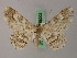 ( - BC ZSM Lep add 58023)  @11 [ ] CreativeCommons - Attribution Non-Commercial Share-Alike (2012) Axel Hausmann/Bavarian State Collection of Zoology (ZSM) SNSB, Zoologische Staatssammlung Muenchen