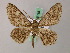  ( - BC ZSM Lep add 58028)  @12 [ ] CreativeCommons - Attribution Non-Commercial Share-Alike (2012) Axel Hausmann/Bavarian State Collection of Zoology (ZSM) SNSB, Zoologische Staatssammlung Muenchen