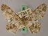  (Cleora fletcheri - BC ZSM Lep add 58029)  @13 [ ] CreativeCommons - Attribution Non-Commercial Share-Alike (2012) Axel Hausmann/Bavarian State Collection of Zoology (ZSM) SNSB, Zoologische Staatssammlung Muenchen