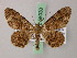  (Cleora alexis - BC ZSM Lep add 58030)  @11 [ ] CreativeCommons - Attribution Non-Commercial Share-Alike (2012) Axel Hausmann/Bavarian State Collection of Zoology (ZSM) SNSB, Zoologische Staatssammlung Muenchen