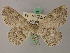  (Cleora raphis - BC ZSM Lep add 58033)  @12 [ ] CreativeCommons - Attribution Non-Commercial Share-Alike (2012) Axel Hausmann/Bavarian State Collection of Zoology (ZSM) SNSB, Zoologische Staatssammlung Muenchen