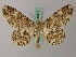  ( - BC ZSM Lep add 58034)  @14 [ ] CreativeCommons - Attribution Non-Commercial Share-Alike (2012) Axel Hausmann/Bavarian State Collection of Zoology (ZSM) SNSB, Zoologische Staatssammlung Muenchen