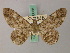  ( - BC ZSM Lep add 58035)  @14 [ ] CreativeCommons - Attribution Non-Commercial Share-Alike (2012) Axel Hausmann/Bavarian State Collection of Zoology (ZSM) SNSB, Zoologische Staatssammlung Muenchen
