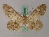  ( - BC ZSM Lep add 58036)  @12 [ ] CreativeCommons - Attribution Non-Commercial Share-Alike (2012) Axel Hausmann/Bavarian State Collection of Zoology (ZSM) SNSB, Zoologische Staatssammlung Muenchen