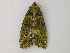  ( - BC ZSM Lep add 58041)  @11 [ ] CreativeCommons - Attribution Non-Commercial Share-Alike (2012) Axel Hausmann/Bavarian State Collection of Zoology (ZSM) SNSB, Zoologische Staatssammlung Muenchen