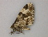  ( - BC ZSM Lep add 58051)  @12 [ ] CreativeCommons - Attribution Non-Commercial Share-Alike (2012) Axel Hausmann/Bavarian State Collection of Zoology (ZSM) SNSB, Zoologische Staatssammlung Muenchen