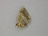  ( - BC ZSM Lep add 58059)  @12 [ ] CreativeCommons - Attribution Non-Commercial Share-Alike (2012) Axel Hausmann/Bavarian State Collection of Zoology (ZSM) SNSB, Zoologische Staatssammlung Muenchen