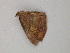  ( - BC ZSM Lep add 58061)  @12 [ ] CreativeCommons - Attribution Non-Commercial Share-Alike (2012) Axel Hausmann/Bavarian State Collection of Zoology (ZSM) SNSB, Zoologische Staatssammlung Muenchen