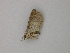  (Eupithecia AH03Pe - BC ZSM Lep add 58070)  @13 [ ] CreativeCommons - Attribution Non-Commercial Share-Alike (2012) Axel Hausmann/Bavarian State Collection of Zoology (ZSM) SNSB, Zoologische Staatssammlung Muenchen