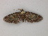  (Eupithecia AH04Pe - BC ZSM Lep add 58072)  @13 [ ] CreativeCommons - Attribution Non-Commercial Share-Alike (2012) Axel Hausmann/Bavarian State Collection of Zoology (ZSM) SNSB, Zoologische Staatssammlung Muenchen